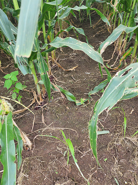 Soils of corn fields. Full image view opens in a new window.
